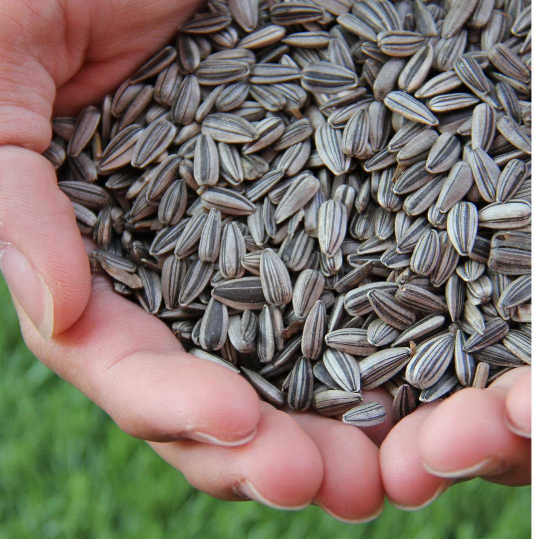 Sunflower Seeds