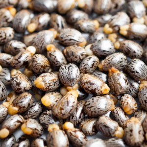 Castor Seeds