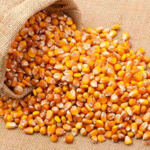 Corn/ Maize