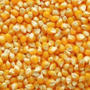 Corn/ Maize