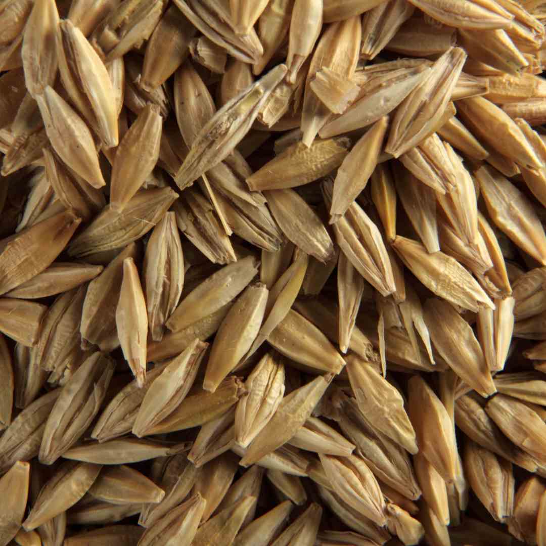 Barley